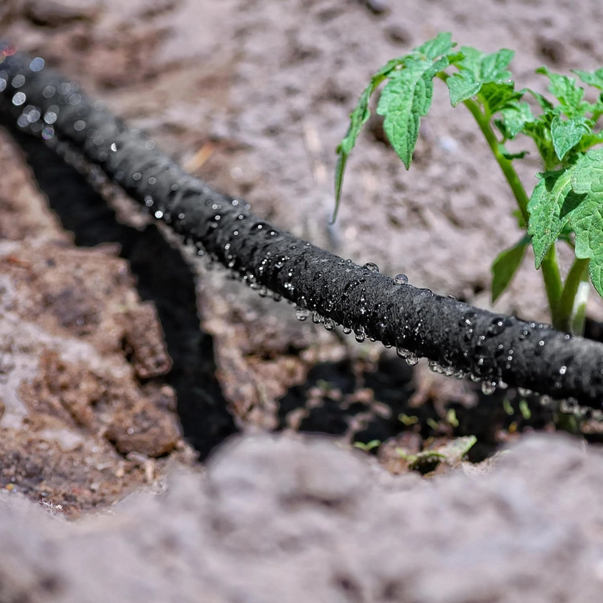 Kapkový zavlažovací systém – úsporné a přesné zavlažování