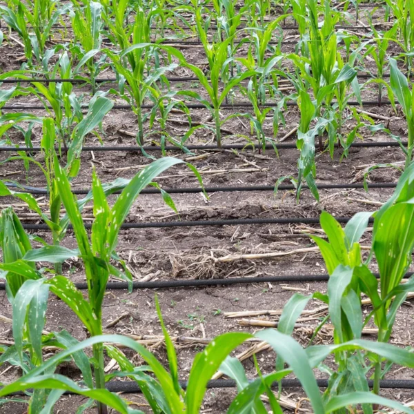 Kapkový zavlažovací systém – úsporné a přesné zavlažování