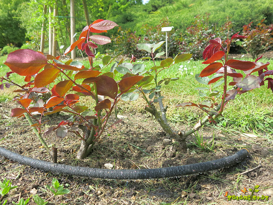 Adam Růžička - Skvělá věc, ušetřím vodu i čas při zalévání.