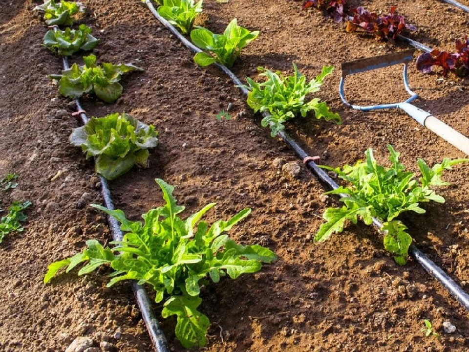 Zuzana Procházková - Vynikající zavlažovací hadice, velmi snadná instalace a celá úroda je rovnoměrně zalévána.